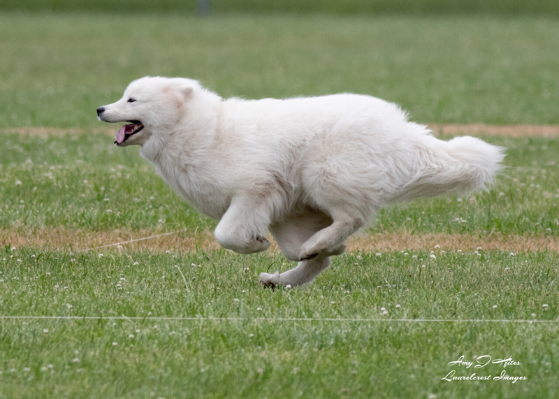 GG Lure Coursing July 7, 2019